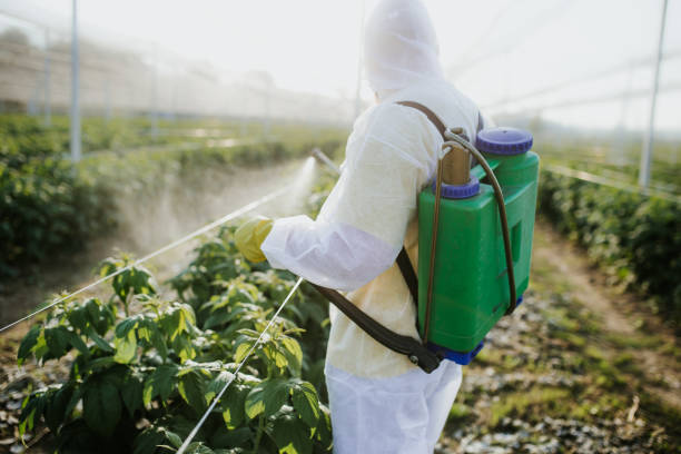 Bird Control in Maltby, WA